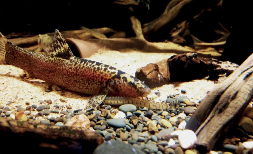 紫薄鳅 Leptobotia taeniops