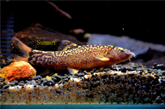 紫薄鳅 Leptobotia taeniops