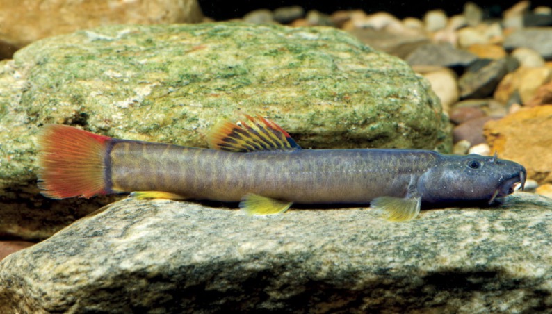 短体副鳅 Homatula potanini