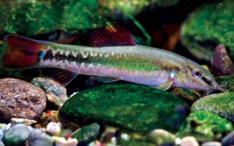 美丽小条鳅 Traccatichthys pulcher