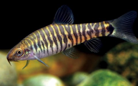 丽纹云南鳅 Yunnanilus pulcherrimus