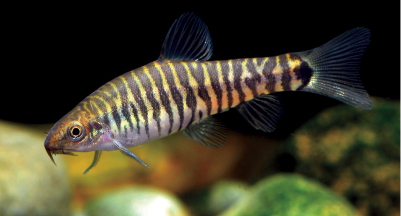 丽纹云南鳅 Yunnanilus pulcherrimus