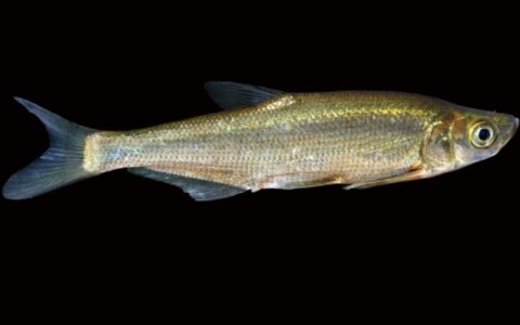 达氏鲌 Chanodichthys dabryi