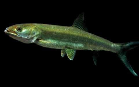 鳡 Elopichthys bambusa