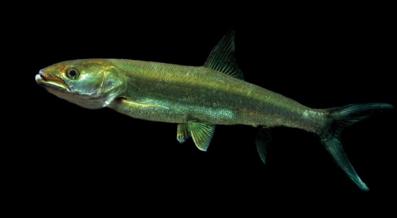 鳡 Elopichthys bambusa