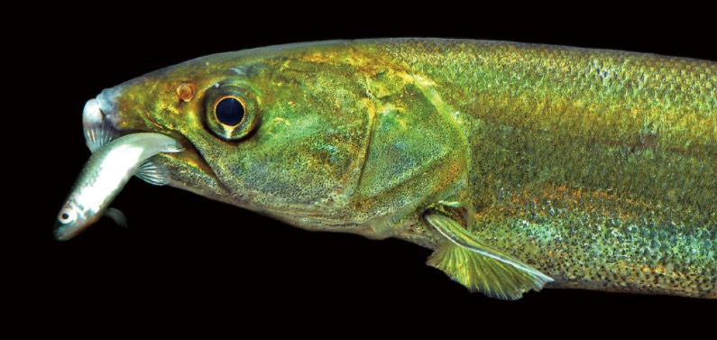 鳡 Elopichthys bambusa