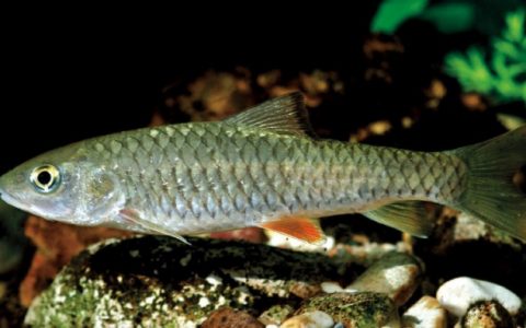 光倒刺鲃 Spinibarbus hollandi