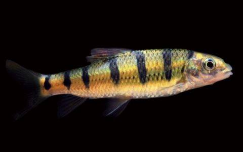 光唇鱼 Acrossocheilus fasciatus