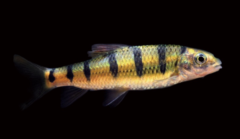 光唇鱼 Acrossocheilus fasciatus