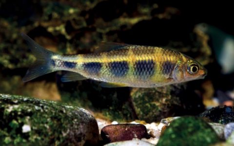 长鳍虹彩光唇鱼 Masticbarbus longipinnis