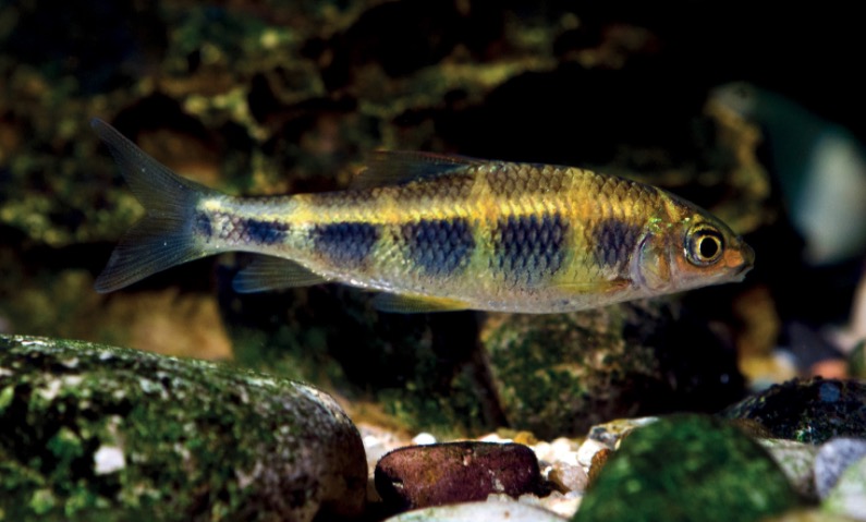 长鳍虹彩光唇鱼 Masticbarbus longipinnis