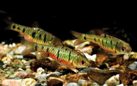 条纹小鲃 Puntius semifasciolatus