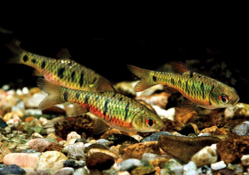 条纹小鲃 Puntius semifasciolatus