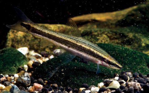 长麦穗鱼 Pseudorasbora elongata