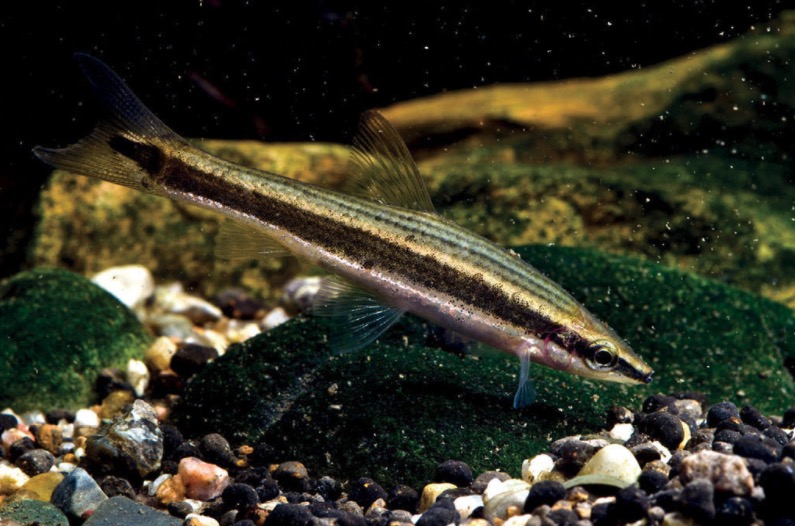 长麦穗鱼 Pseudorasbora elongata