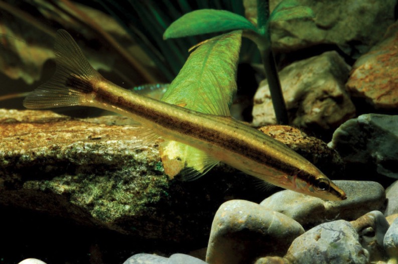 长麦穗鱼 Pseudorasbora elongata