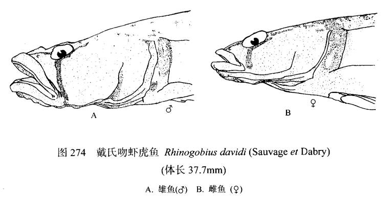 戴氏吻虾虎鱼