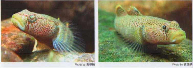 戴氏吻虾虎鱼