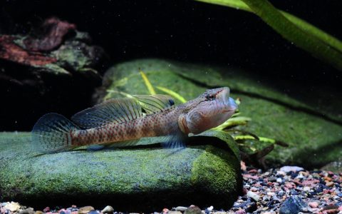 丝鳍吻虾虎鱼