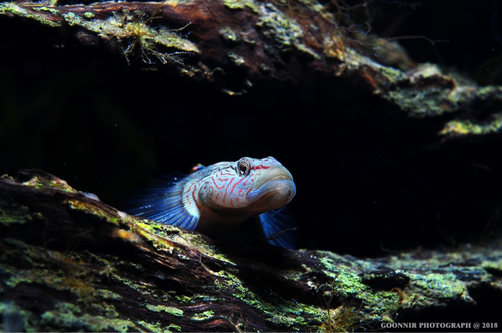 丝鳍吻虾虎鱼