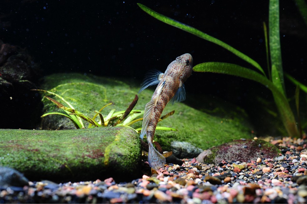 丝鳍吻虾虎鱼