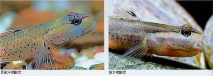 陵水吻虾虎鱼