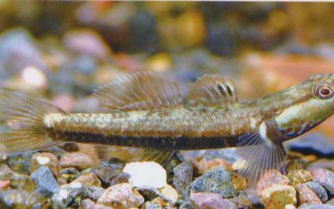乌岩岭吻虾虎鱼Rhinogobius wuyanlingensis
