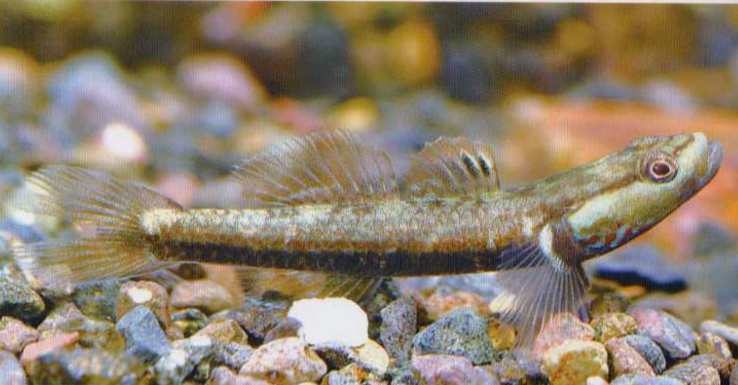 乌岩岭吻虾虎鱼Rhinogobius wuyanlingensis