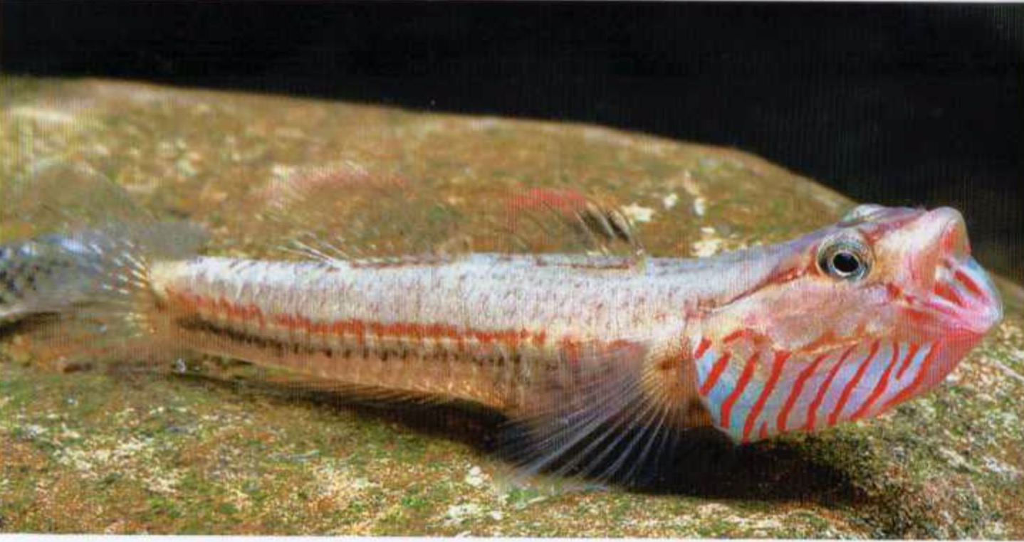 乌岩岭吻虾虎鱼Rhinogobius wuyanlingensis