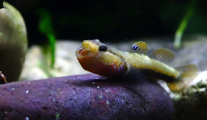 乌岩岭吻虾虎鱼Rhinogobius wuyanlingensis