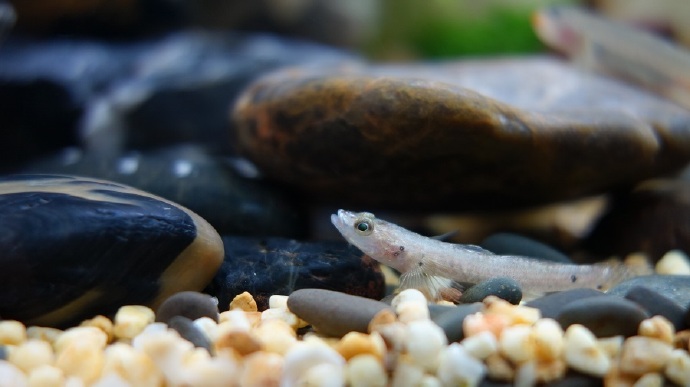 乌岩岭吻虾虎鱼Rhinogobius wuyanlingensis