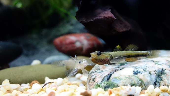 乌岩岭吻虾虎鱼Rhinogobius wuyanlingensis