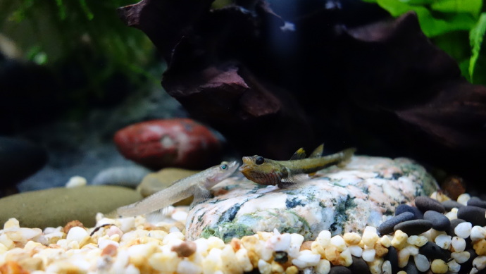 乌岩岭吻虾虎鱼Rhinogobius wuyanlingensis