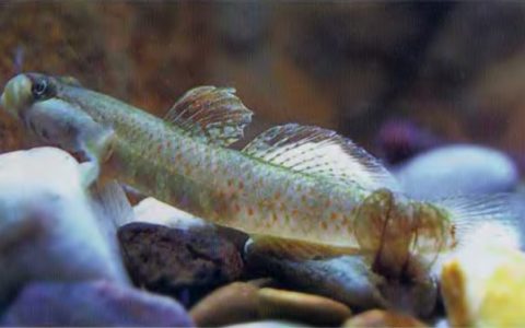 莲花吻虾虎鱼