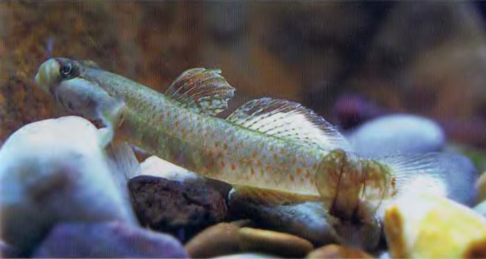 莲花吻虾虎鱼