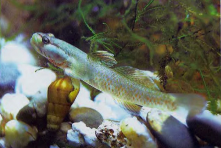 莲花吻虾虎鱼