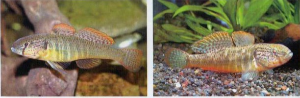 萨氏华黝鱼Sineleotris saccharae