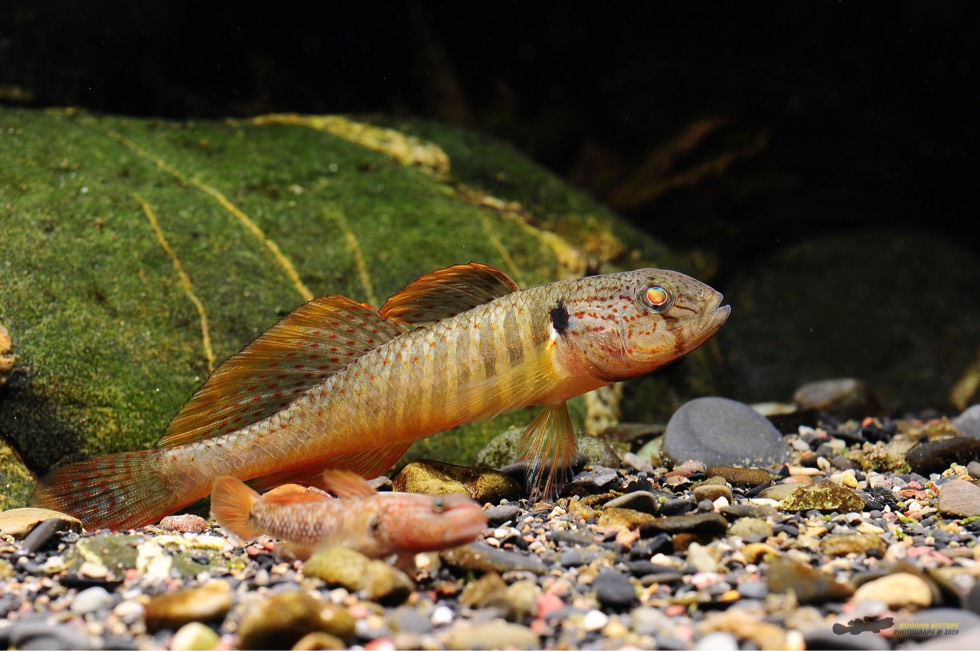 萨氏华黝鱼Sineleotris saccharae