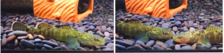 大颌裸身虾虎鱼