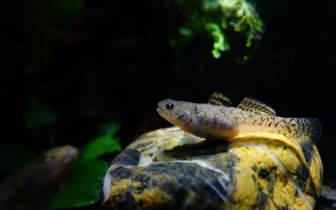 粘皮鲻虾虎 Mugilogobius myxodermus
