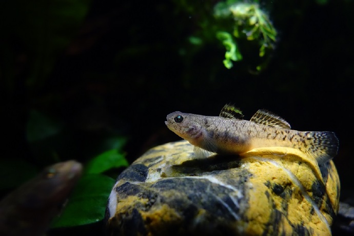 粘皮鲻虾虎 Mugilogobius myxodermus