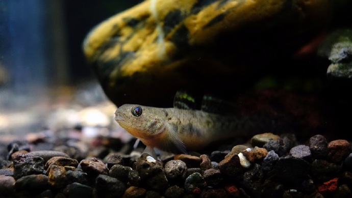 粘皮鲻虾虎 Mugilogobius myxodermus