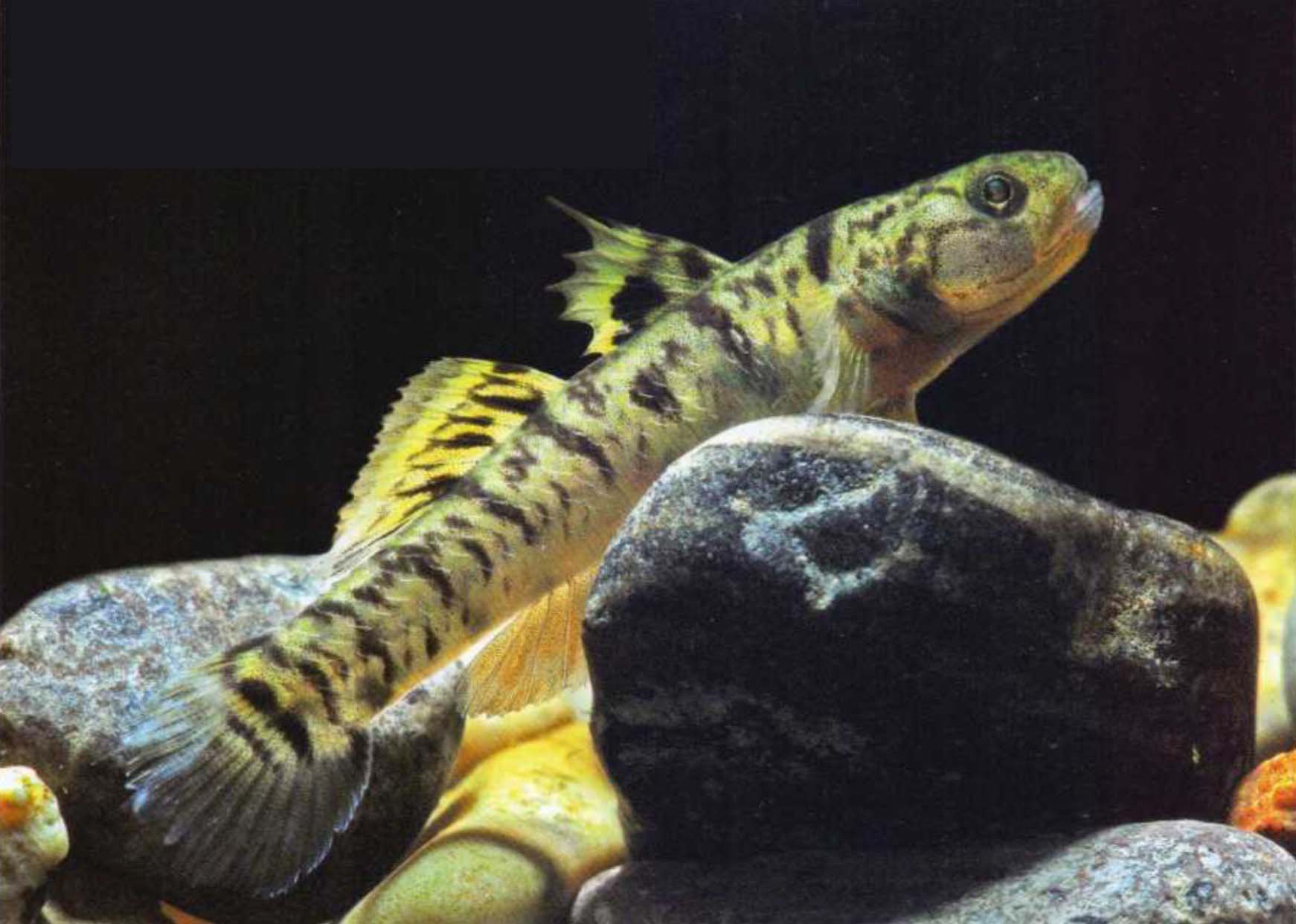 诸氏鲻虾虎鱼Mugilogobius chulae