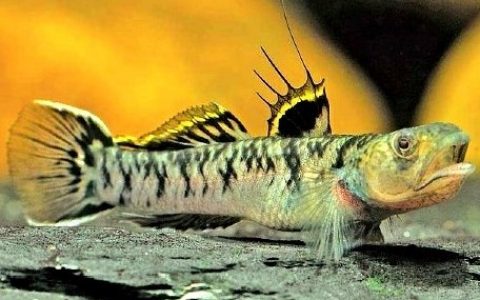 诸氏鲻虾虎鱼Mugilogobius chulae