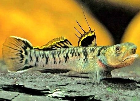 诸氏鲻虾虎鱼Mugilogobius chulae
