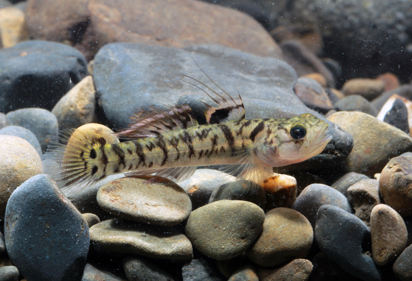 诸氏鲻虾虎鱼Mugilogobius chulae