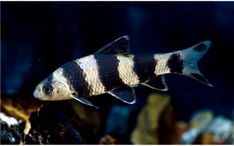 华鳈 Sarcocheilichthys sinensis