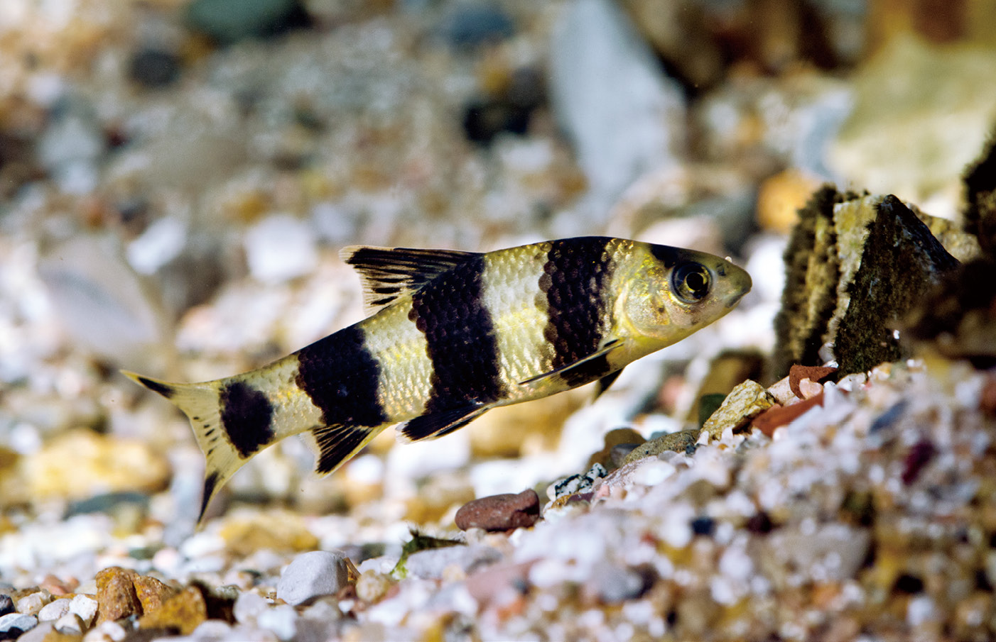 华鳈 Sarcocheilichthys sinensis