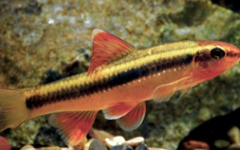 小鳈Sarcocheilichthys parvus