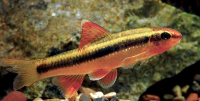 小鳈Sarcocheilichthys parvus